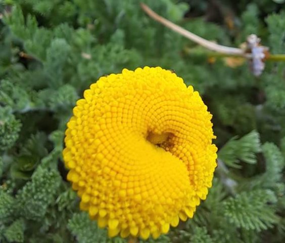 Cotula discolor flowerhead